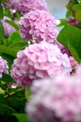 Pink Hydrangea