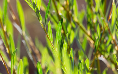 green leaves on a branch in nature