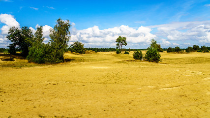 Fototapeta premium The mini desert of Beekhuizerzand on the Veluwe in the Netherlands in the province of Gelderland. It is the largest sanddrift area in Europe