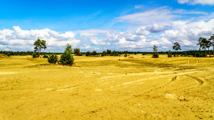 Fototapeta premium The mini desert of Beekhuizerzand on the Veluwe in the Netherlands in the province of Gelderland. It is the largest sanddrift area in Europe