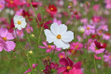 cosmos flower