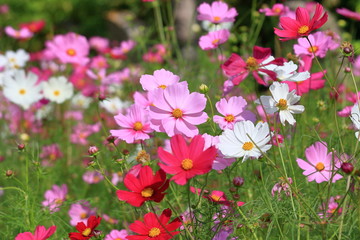 Naklejka premium cosmos flower
