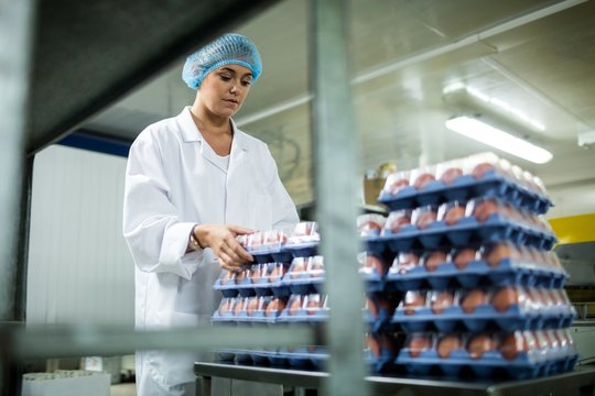 Female staff arranging egg carton next to production line
