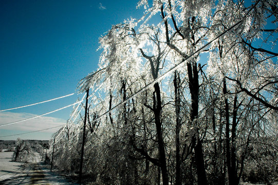 Ice Storm Aftermath