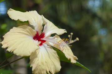 Beautiful yellow hibiscus flower
