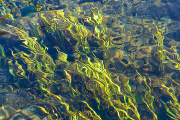 Fototapeta na wymiar Algae, water plants, refracted under clean clear water surface
