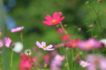 cosmos flower