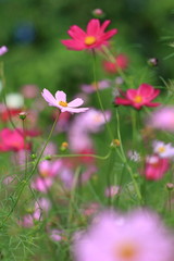 cosmos flower