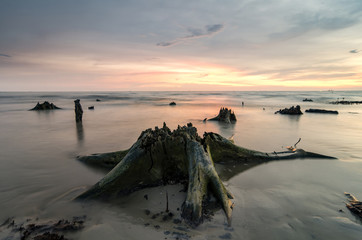 magical light during sunset with root and mangrove stump at low