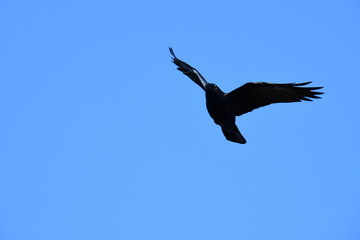 Crow in sky