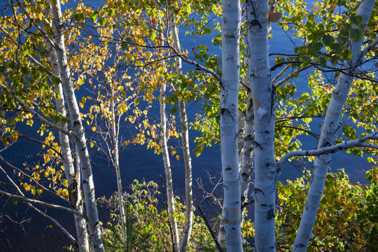 Fototapeta Birches on lake shore