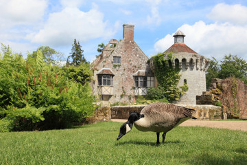goose and garden in Kent, England