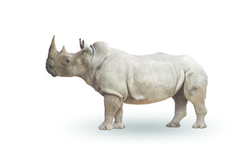 Obraz premium Rhinoceros isolated on white background,with clipping path
