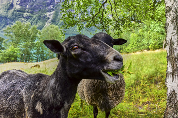 Closeup of long wool sheep on the farm.