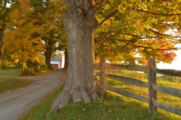 Country gravel driveway to a farm on an Autumn morning