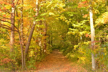 Fototapeta premium Autumn leaves covering a path into the woods