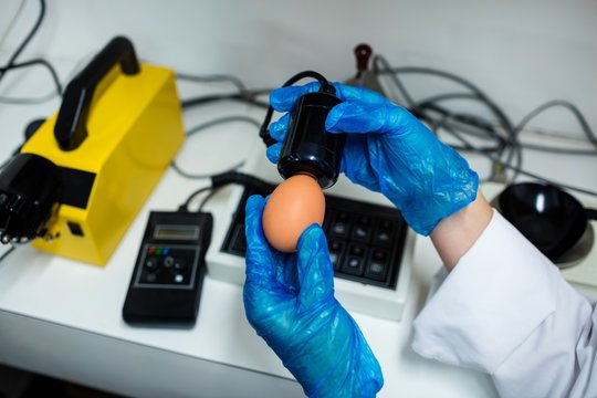 Female staff examine egg on digital egg monitor
