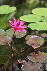 Flower pink lily on a pond background 