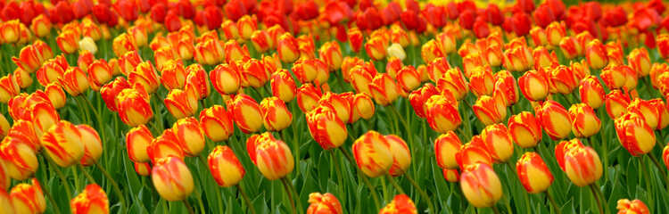 Fototapeta premium Tulips Panorama