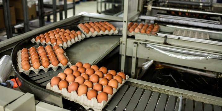 Eggs cartons moving on the production line