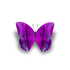 Butterfly isolated on white background
