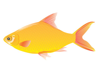 fish vector design