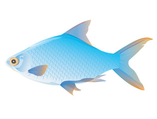 fish vector design