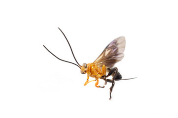 Macro of a wasp