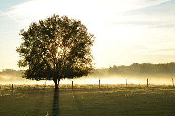 Peaceful sunrise casting long shadows through tree over foggy field