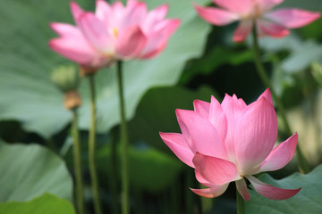 Obraz premium blooming lotus flower during summer in Hong Kong