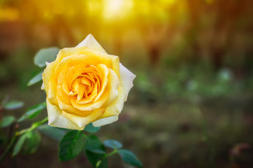 yellow roses in the garden