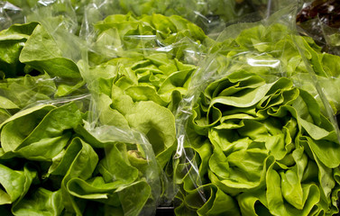 Green Oak Lettuce