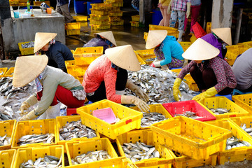 Vietnam women with conical hat are making fish