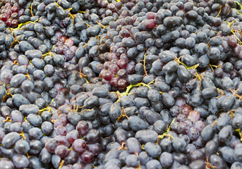 Red grape berry bunch stacked in plenty