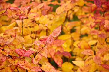 желтая осенняя листва на кустарнике в лесу