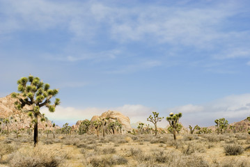 joshua tree landscape