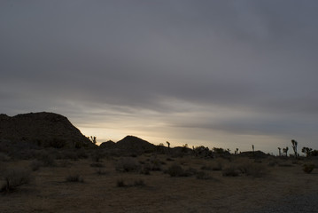 Fototapeta na wymiar joshua tree desert sunset