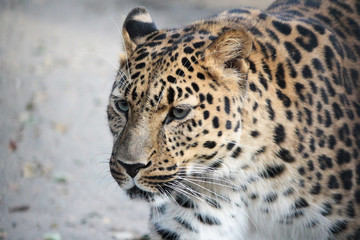 Fototapeta na wymiar Дальневосточный леопард на прогулке