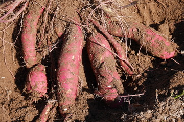 Digging organic sweet potatoes from a home garden