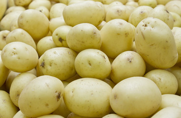 Young white potatoes on white background