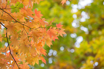 Autumn leaves