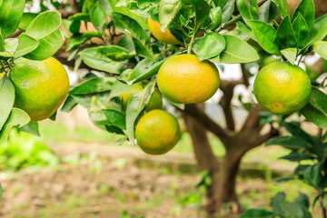 Fresh oranges grow on the tree