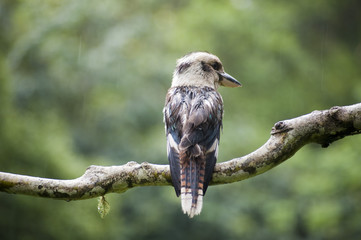 australian kookaburra