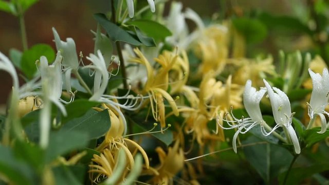 Yellow and white honeysuckle (Caprifoliaceae) shrubs, closeup pan, flowering beauty shot, also known as twining vines.