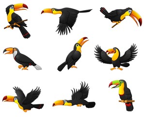 Set of toucans cartoon - obrazy, fototapety, plakaty