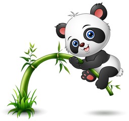 Cute baby panda tree climbing bamboo