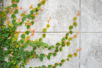 The Green Creeper Plant on the Wall