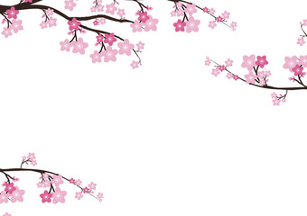 Cherry blossom flowers background. Sakura  pink flowers  backgro