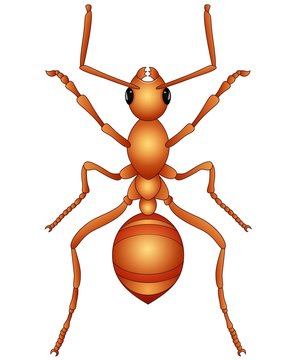 Cartoon ant isolated a white background