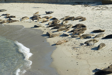basking seal colony